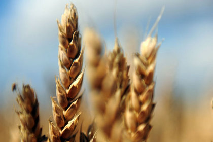 Makarnalık buğday üretiminde azalma bekleniyor