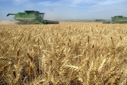 Fransız buğdayının fiyatları 3 yılın en yüksek seviyesinde
