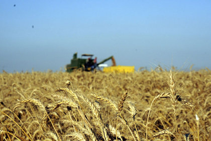 Buğday fiyatları Zhengzhou'da rekor kırdı