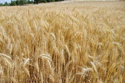 FAO: Küresel buğday üretimi % 3.4 artacak