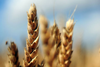 Buğdayda üretim ve tüketim dengeleniyor