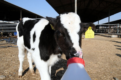 Süt üretimi nisan ayında 646,6 bin tona ulaştı