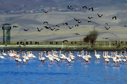 5000 flamingo Van'ı sevdi