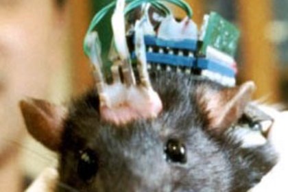 Sinir hücresi nakli farelerde işe yaradı