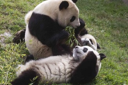 Çin'den Fransa'ya panda ihracı