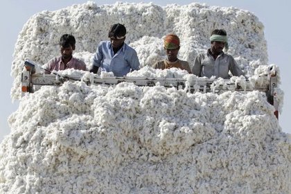 Hindistan pamuk ihracatını durdurdu