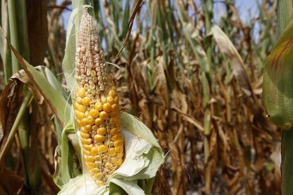 ABD mısır üretim tahminini düşürdü