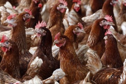 3,2 milyon tavuk itlaf edildi