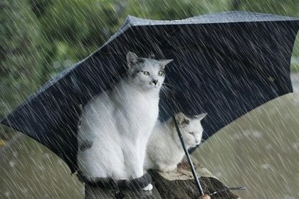Dikkat kuvvetli yağış geliyor!