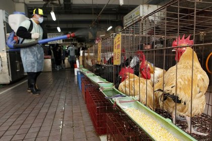 Çin'de kuş gribinden ölenlerin sayısı 9'a yükseldi