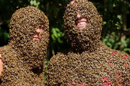 Kanada'da artan arı ölümleri korkutuyor