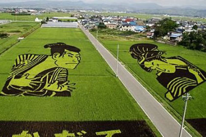 Japonya pirinç üretim politikasını değiştiriyor