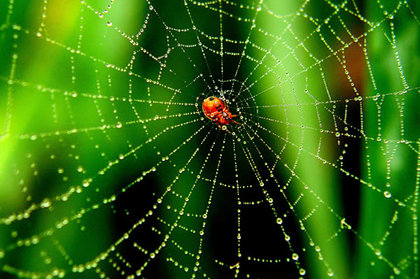 Örümcek ağı ile ilgili müthiş gerçek