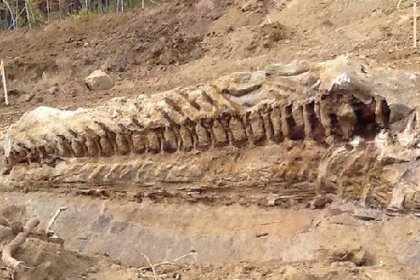 Dünyanın en zengin hayvan fosili yatakları bulundu