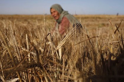 Analiz: Çin ve Suudi Arabistan tarım arazilerini kapatıyor