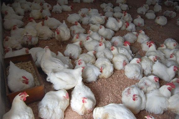 Hong Kong Kanada'dan tavuk ithalini kuş gribi nedeniyle durdurdu