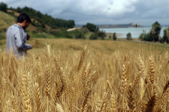 Türkiye'nin buğday üretiminde 2,1 milyon tonluk artış beklentisi