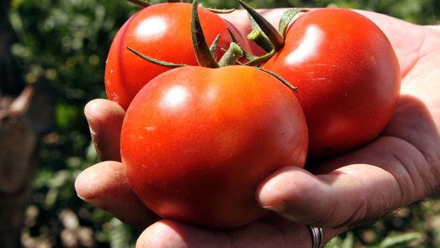İTO:Temmuz'da fiyatı en fazla artan ürün domates oldu