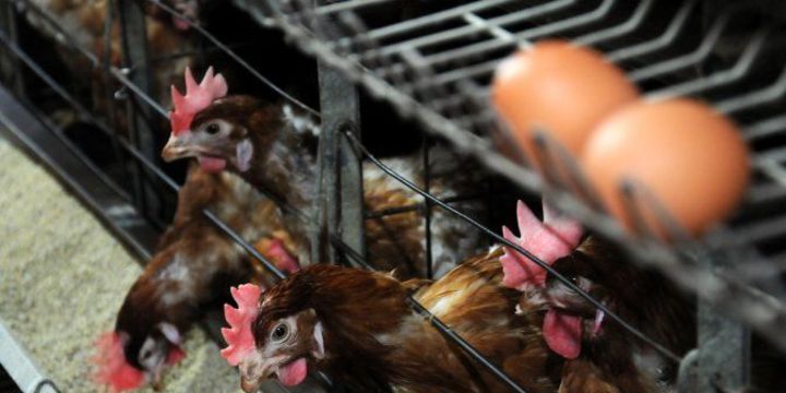 Yumurta üretimi yüzde 0,9 azaldı