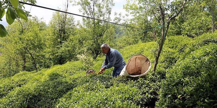 Türk çayı 85 ülkeye satıldı