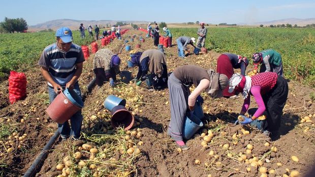 Tarım işçisinin günlük ücreti yüzde 13,4 arttı
