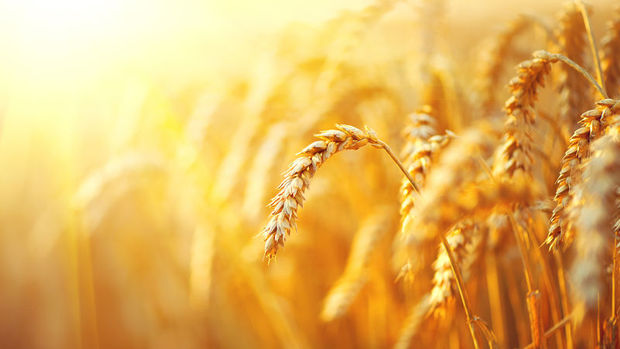 Türkiye, Rusya'dan buğday ithalatını durdurdu