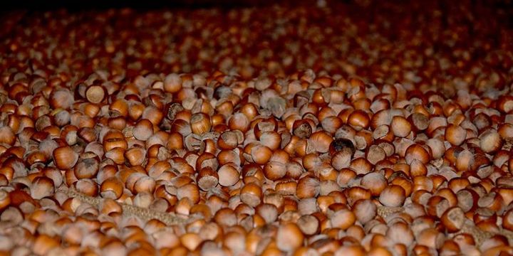 Fındık üreticisine sekiz yılda 6 milyar lira destek
