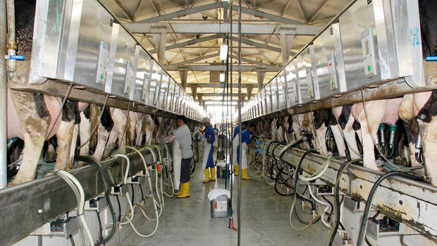 Toplanan inek sütü miktarı Şubat'ta azaldı