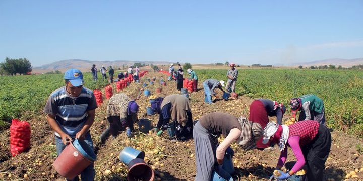 BDDK/Asarkaya: Tarımın istihdamdaki payı yüzde 18