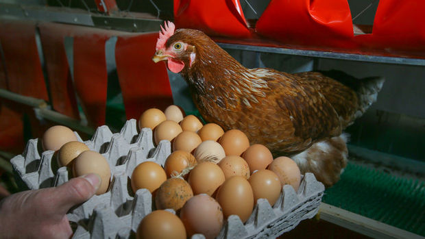 Yumurta ihracatı yüzde 59 arttı