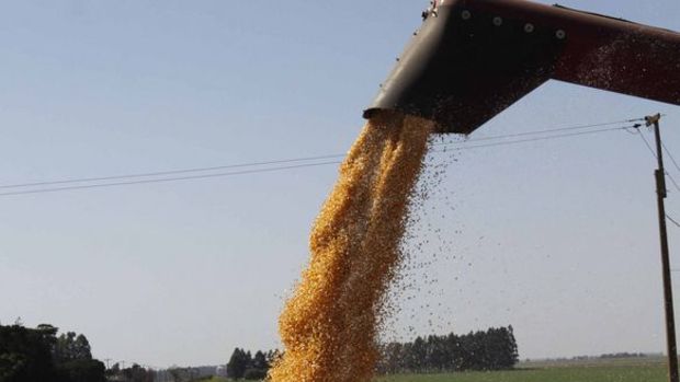 TMO'nun mısır ithalatında gümrük vergisi sıfırlandı 