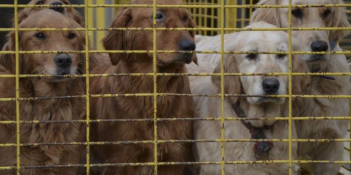 Pet shop’ta kedi ve köpek satışına yasak geliyor