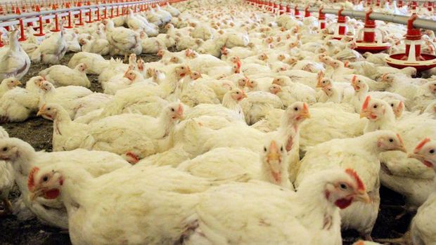 Türkiye dünyanın 8'inci büyük piliç eti üreticisi