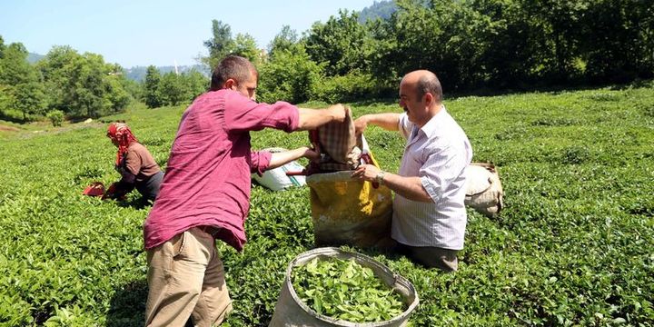 Sütlüoğlu: Organik tarımla çay 24 ayara çıkacak