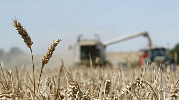 Buğday fiyatı gümrük vergisi düşünce 95 kuruşa geriledi