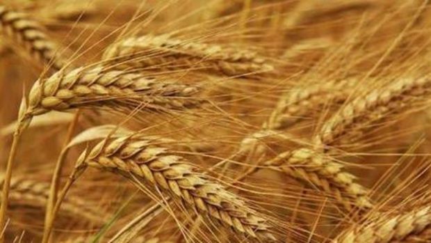 1,4 milyar liralık buğday israf ediliyor