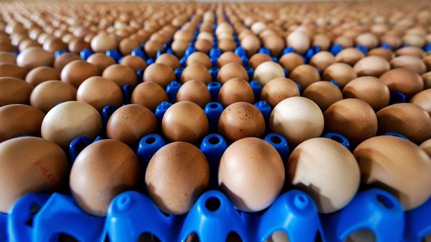 Avrupa'da böcek ilaçlı yumurta skandalı büyüyor
