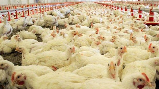 Türk tavuk yetiştiricilerinden Banvit'e üretim tehditi