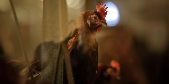 Yumurta krizi İtalya’ya da sıçradı