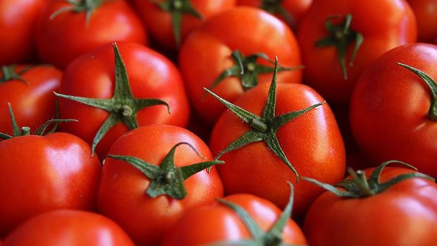 Antalya'dan 46 ülkeye domates ihracatı