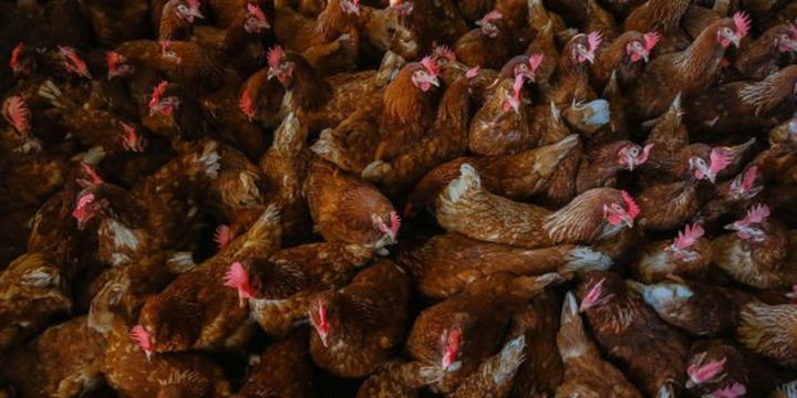 Tavuk eti fiyatları yüzde 20 arttı Bloomberg HT