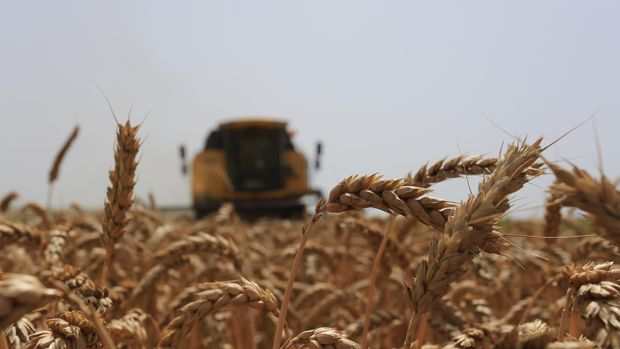 FAO Küresel Gıda Fiyat Endeksi Ağustos'ta düştü