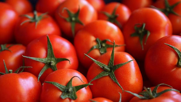 Kommersant: Rusya Türkiye'den domates alımına devam edebilir