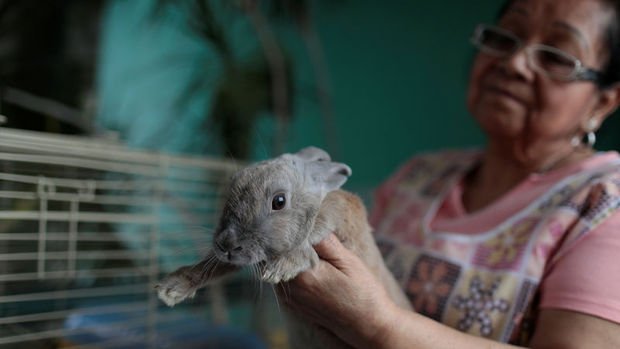 Venezuela Tarım Bakanı: Tavşanları yiyin