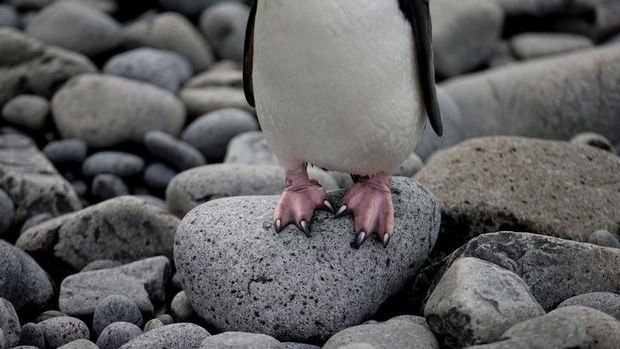 İklim değişikliği binlerce penguenin ölümüne neden oldu