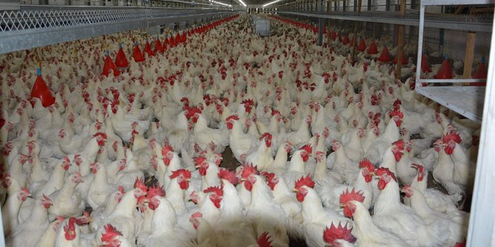 Kanatlı sektöründe üretici örgütlenmesi teşvik edilecek