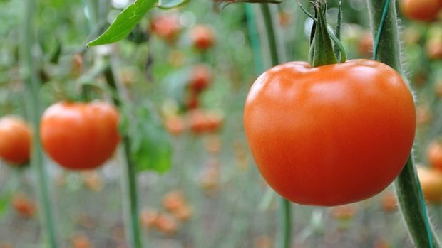 Interfax: Rusya Türkiye'den 50 bin ton kota üzerinde domates alımına izin verebilir