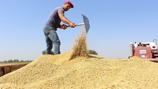 Pirinçte rekolte yüzde 20 arttı
