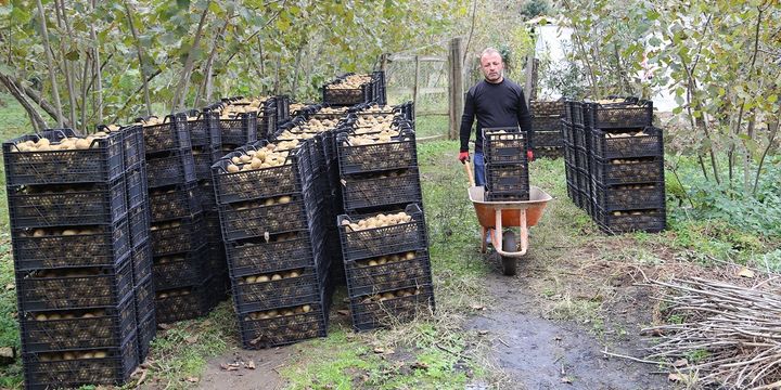 Üreticiler kividen 14,5 milyon lira kazandı