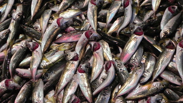 Türk kültür balıkçılığı ihracatı 800 milyon doları aştı